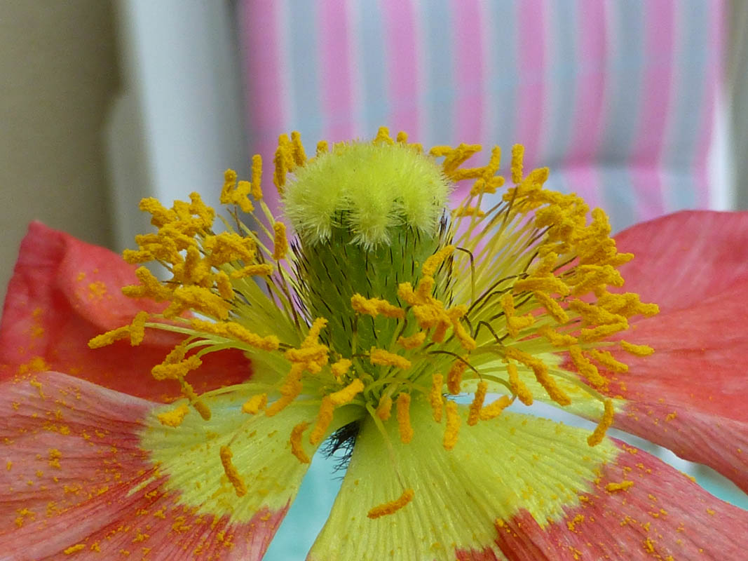 Papaver nudicaule sélections horticoles photo